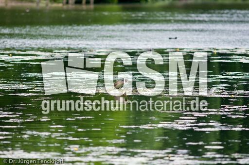 Haubentaucher (10 von 22).jpg